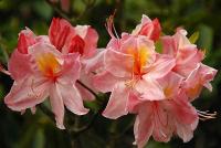 Азалия нэп-хилл Cесиль (Rhododendron Nep-Hill Cecil'), H50-60  C5